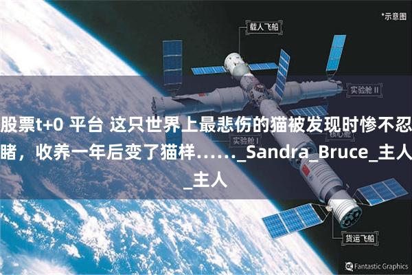 股票t+0 平台 这只世界上最悲伤的猫被发现时惨不忍睹，收养一年后变了猫样……_Sandra_Bruce_主人