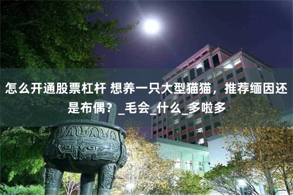 怎么开通股票杠杆 想养一只大型猫猫，推荐缅因还是布偶？_毛会_什么_多啦多