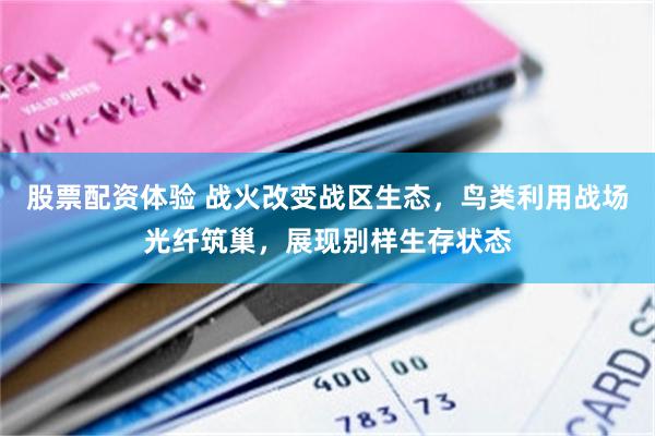 股票配资体验 战火改变战区生态，鸟类利用战场光纤筑巢，展现别样生存状态